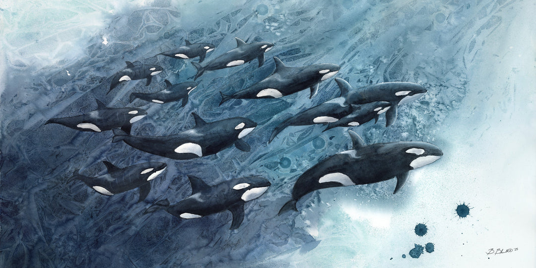 killer whale watercolor painting by wildlife conservation artist Brett Blumenthal