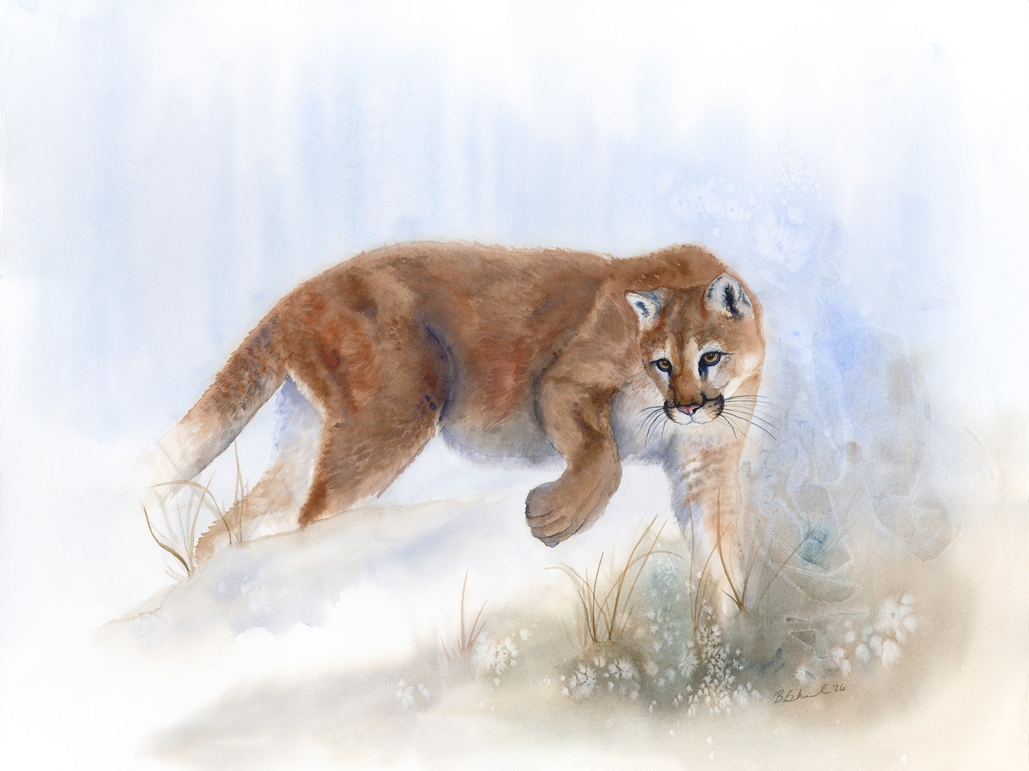 Mountain Lion Watercolor by Conservation Artist Brett Blumenthal - Edgewalker