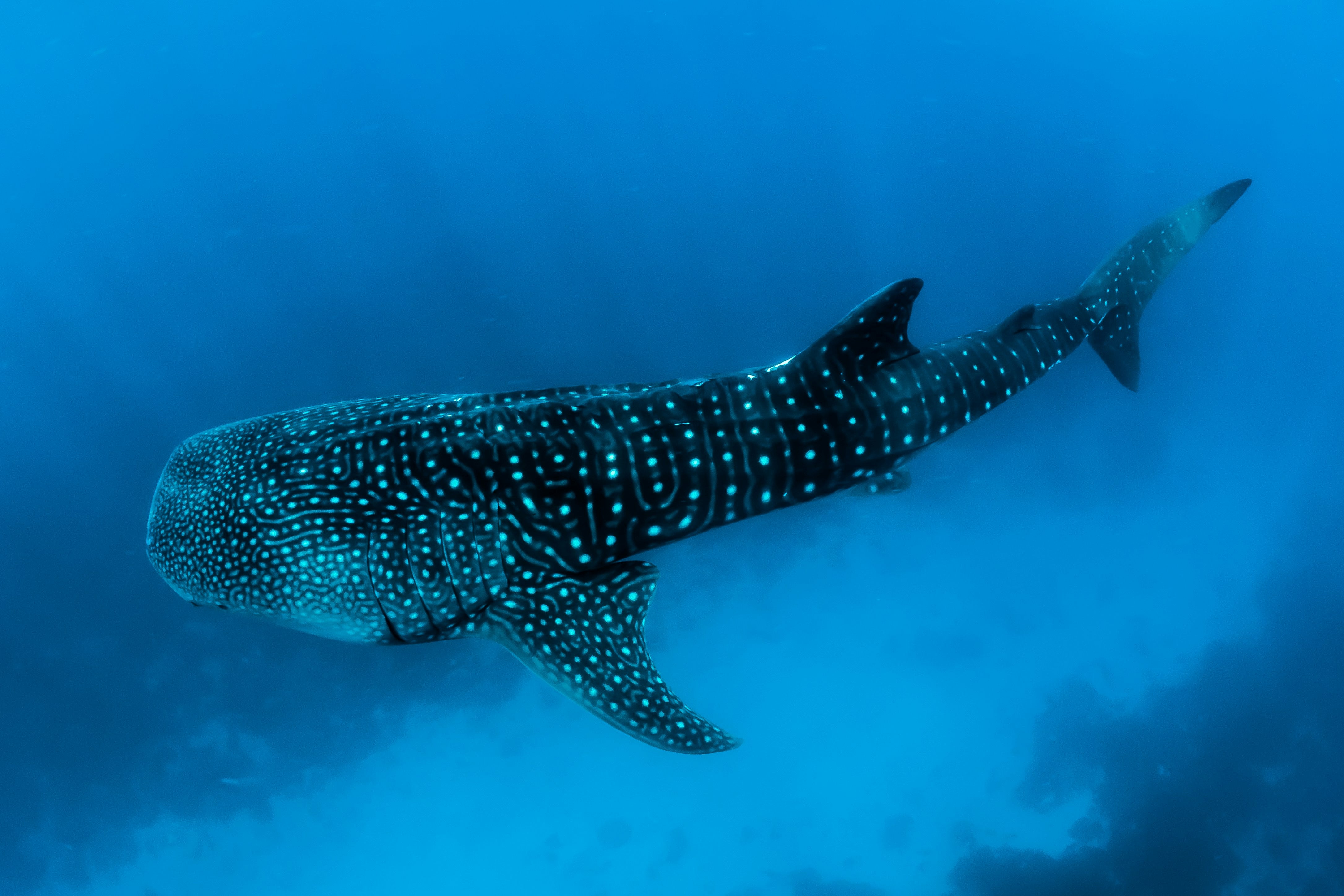 Whale shark swimming in open ocean — the world's largest fish in its natural habitat by Sebastian Pena Lambarri