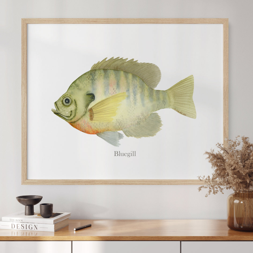 a picture of a bluegill fish in a frame on a table