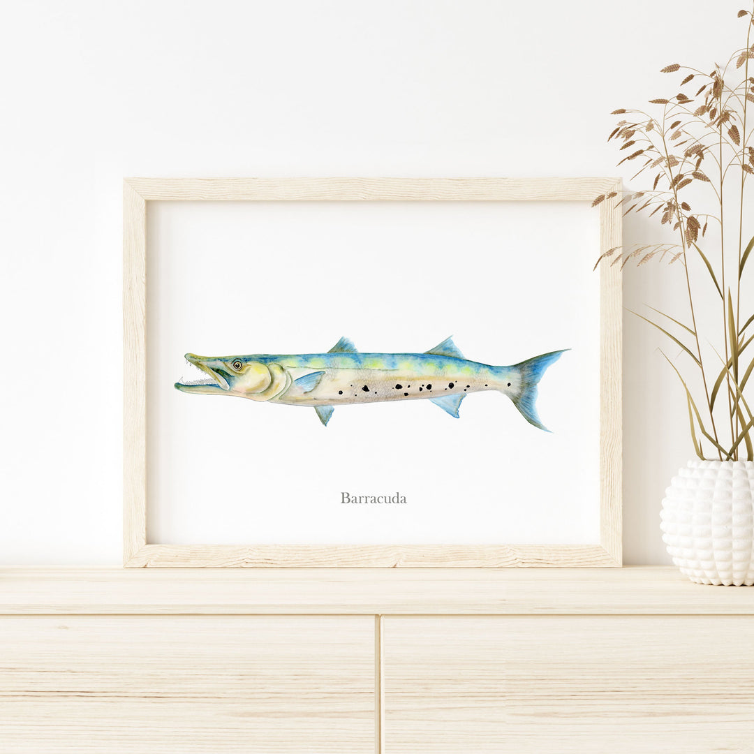 a picture of a barracuda on a shelf