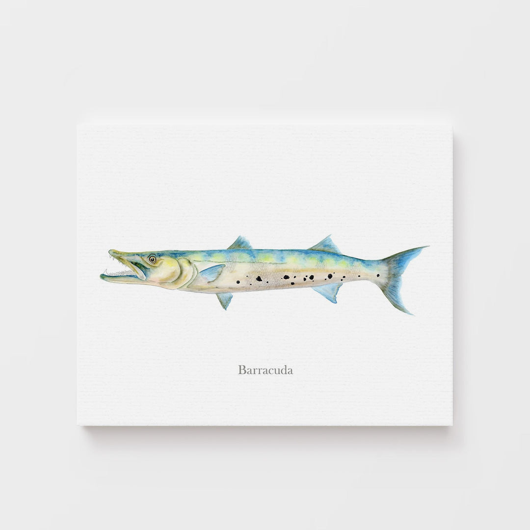 Illustration de Barracuda