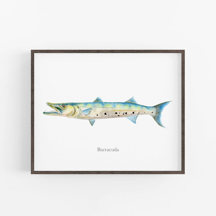 Illustration de Barracuda