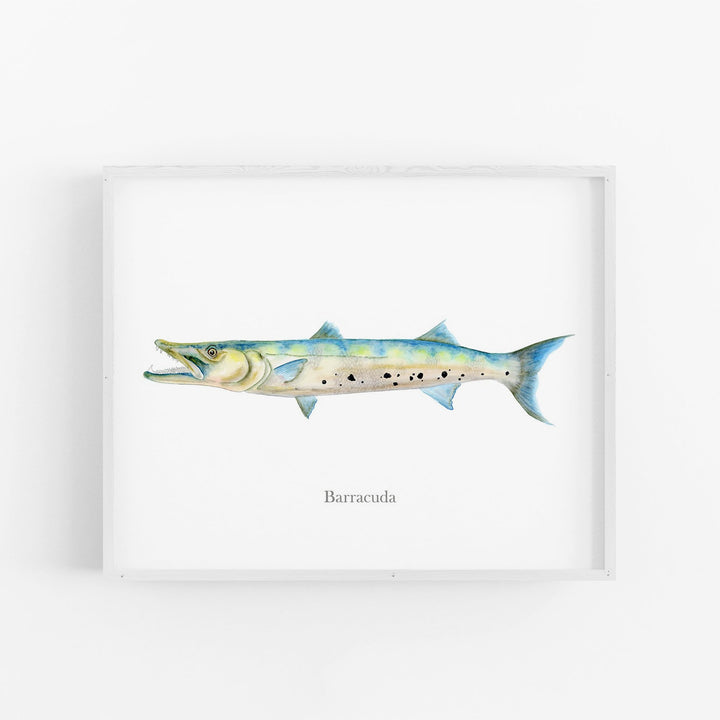 Illustration de Barracuda