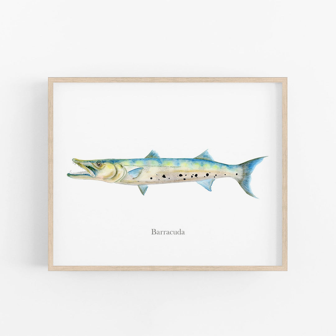 Illustration de Barracuda