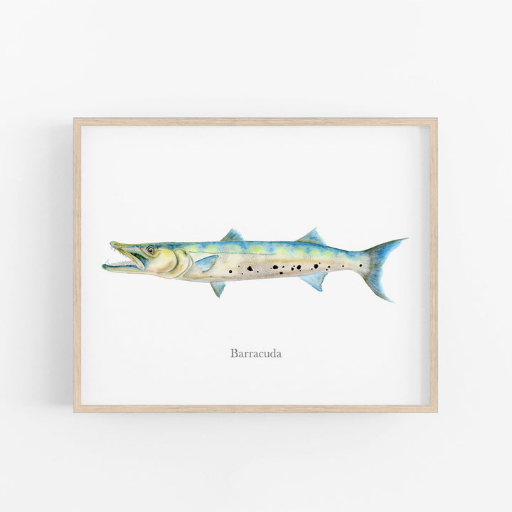 Illustration de Barracuda