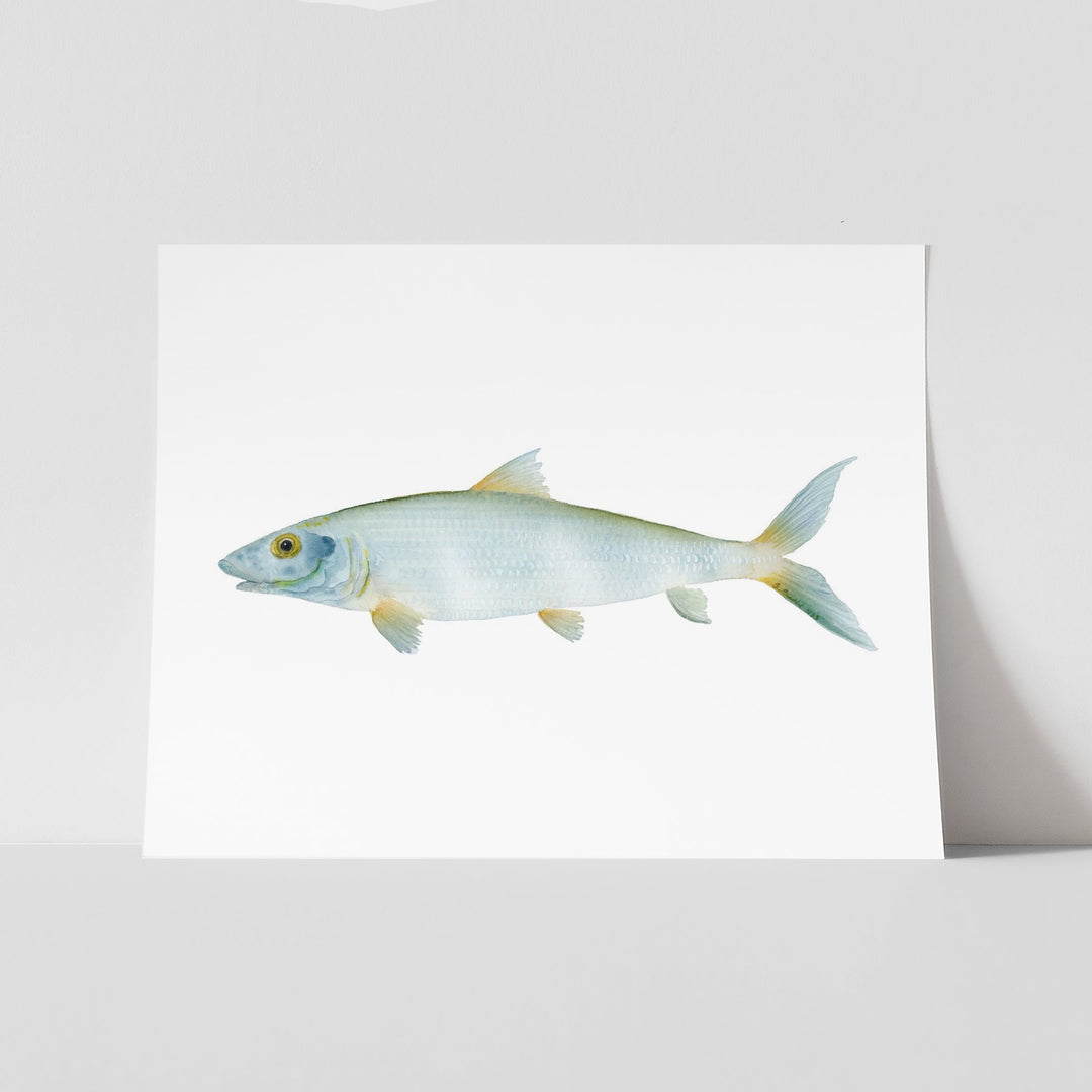 Grätenfisch Aquarell