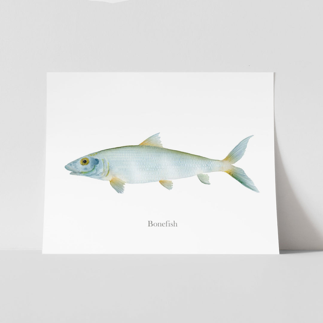 Grätenfisch Aquarell