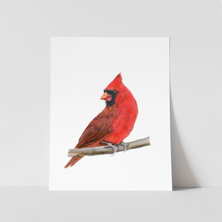 Northern Cardinal Watercolor - Brett Blumenthal Art