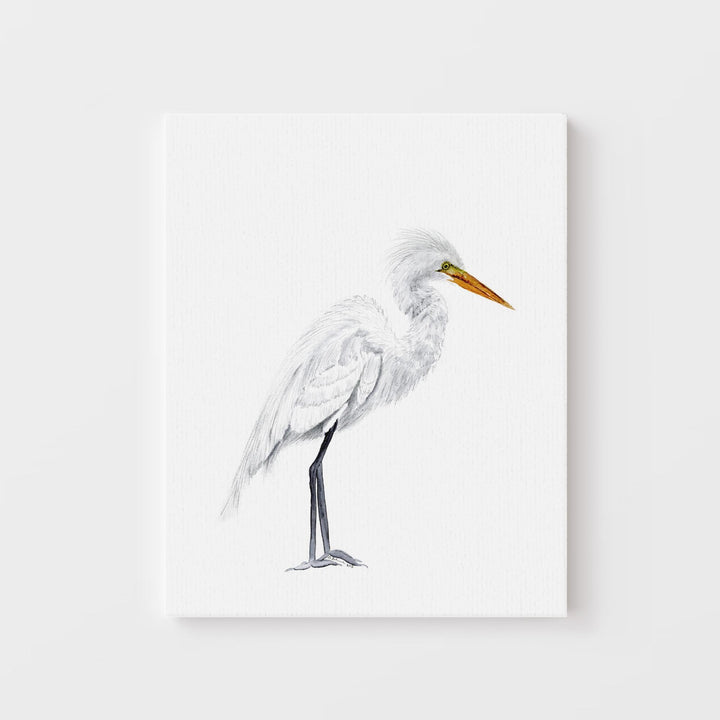 Grande Aigrette Aquarelle