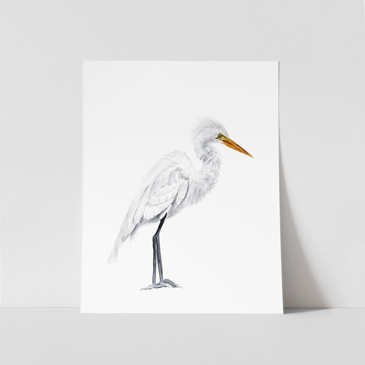 Grande Aigrette Aquarelle