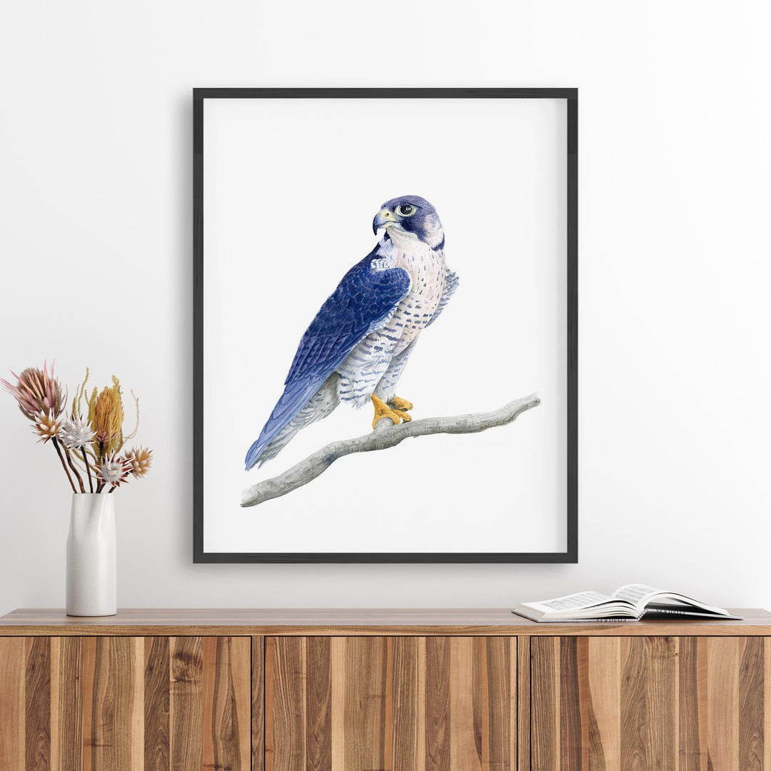 Peregrine Falcon Watercolor - Brett Blumenthal Art