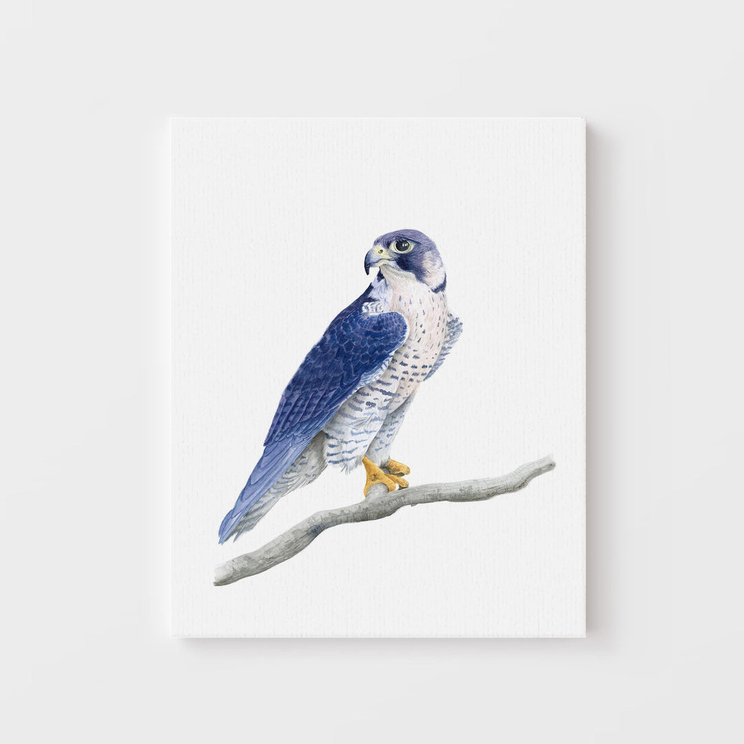 Peregrine Falcon Watercolor - Brett Blumenthal Art