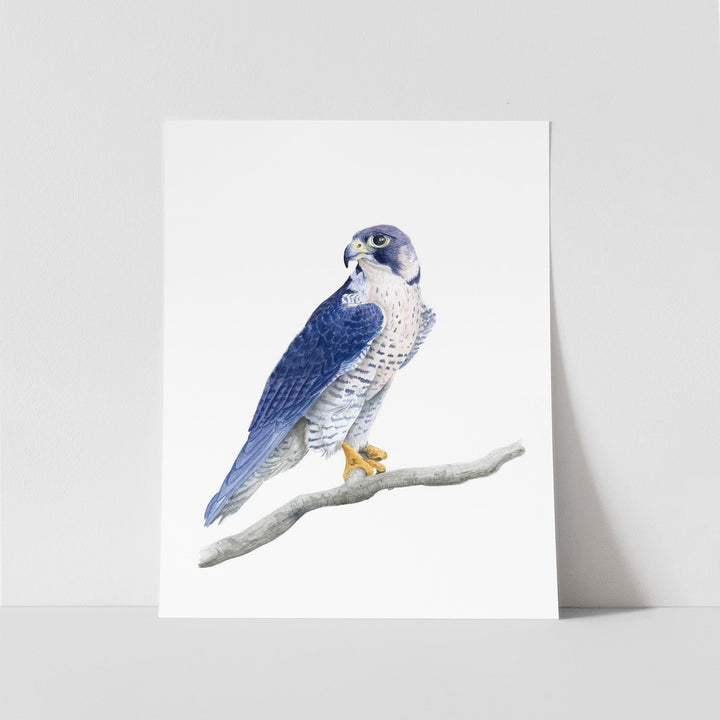 Peregrine Falcon Watercolor - Brett Blumenthal Art