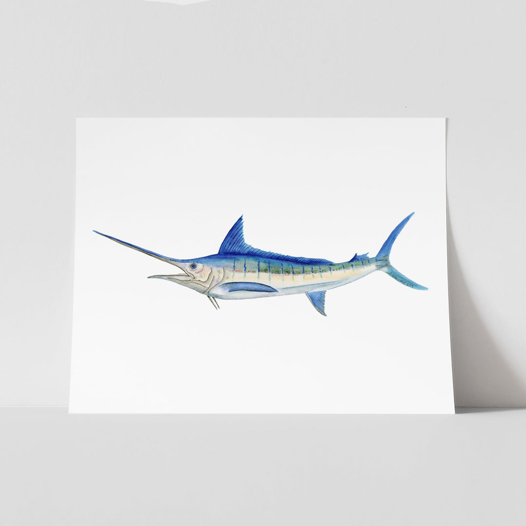 Marlin Aquarelle