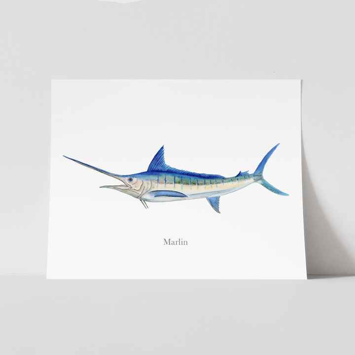 Marlin Aquarelle