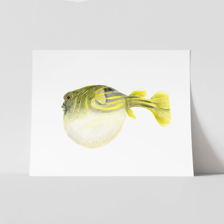 Northern Puffer Fish Print