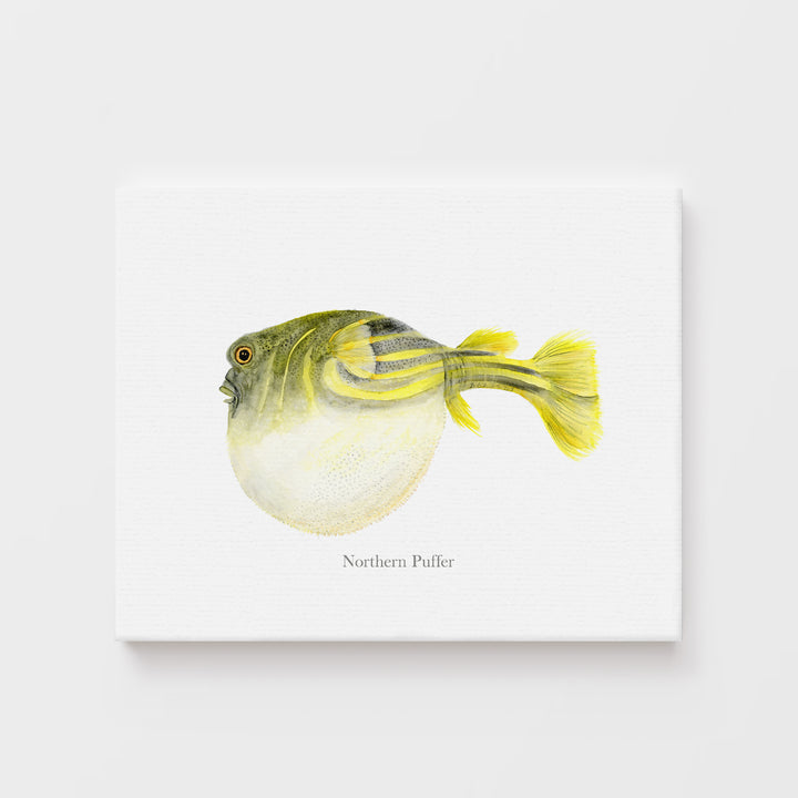 Northern Puffer Fish Print