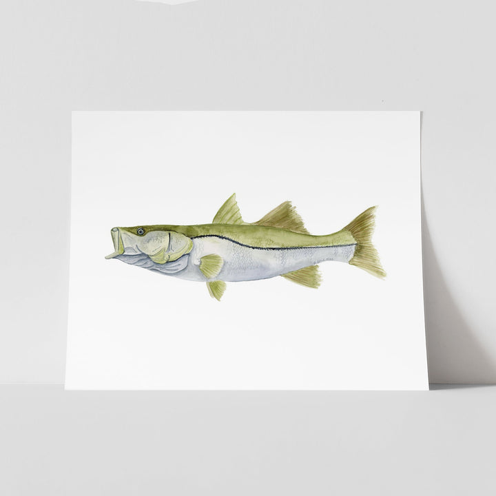 Snook Watercolor