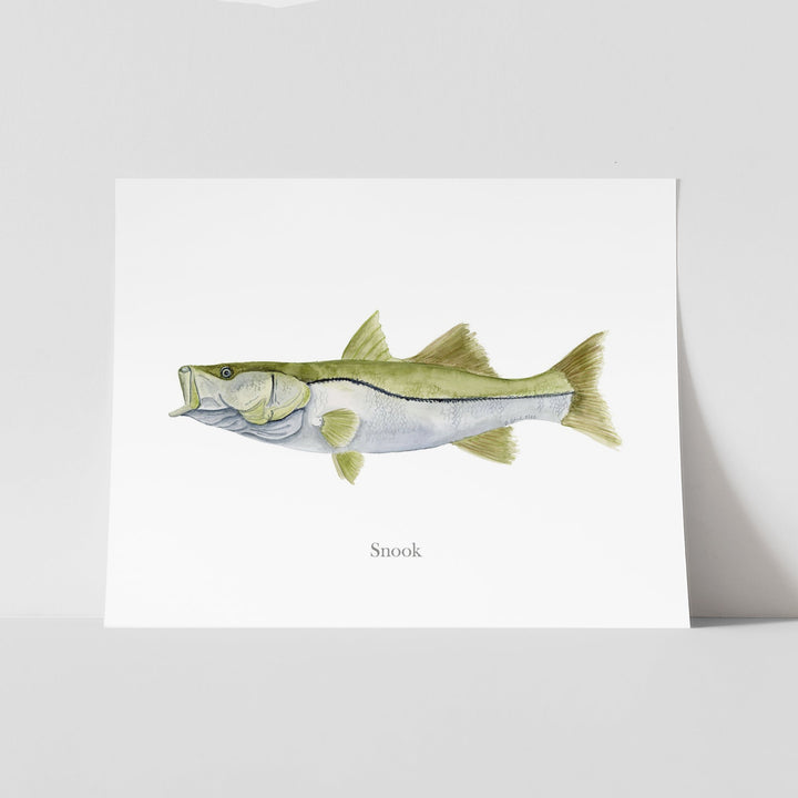 Snook Watercolor