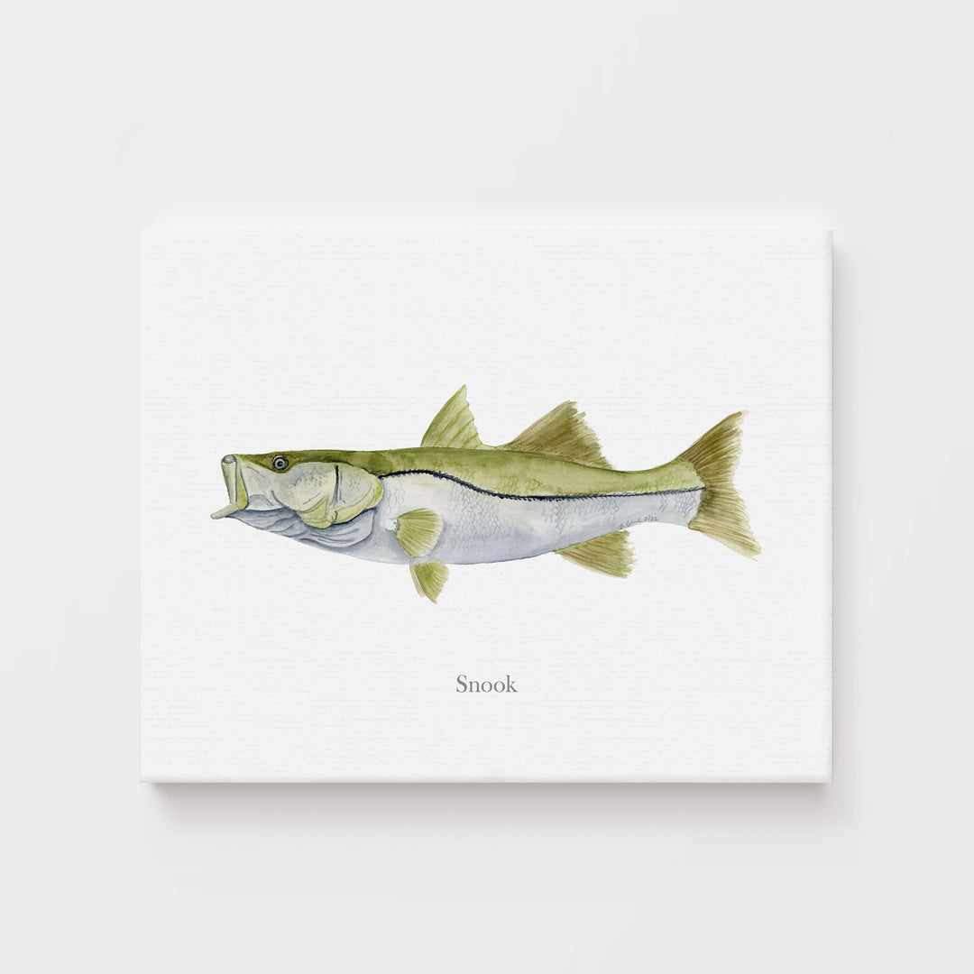 Snook Watercolor