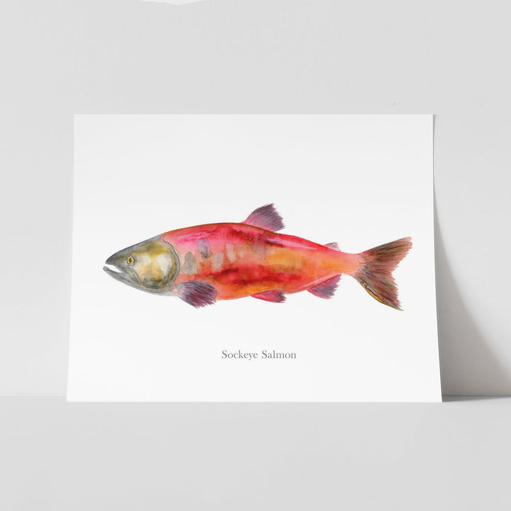 Saumon Sockeye à l'aquarelle