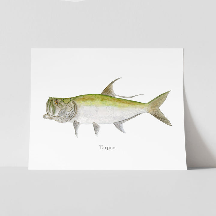 Tarpon Illustration