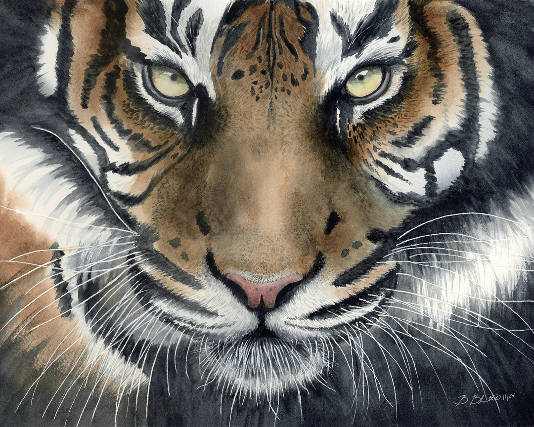 Eye of the Tiger Wildlife watercolor original painting by Brett Blumenthal