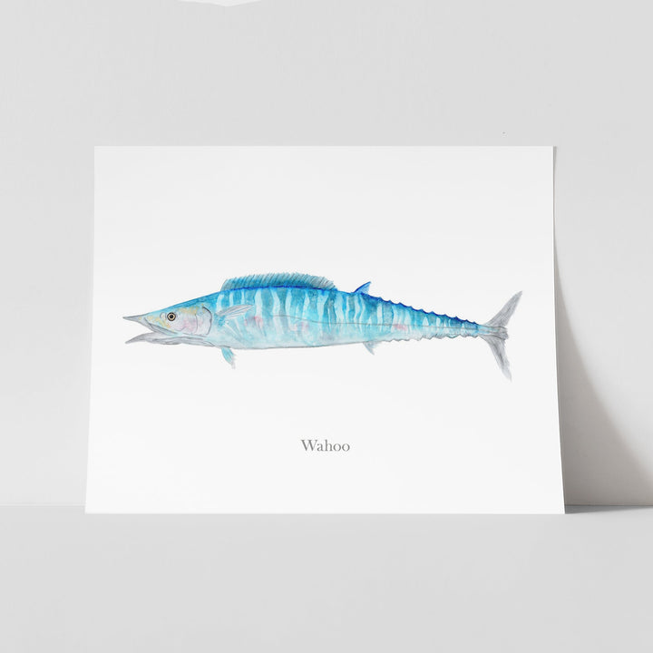 Wahoo-Illustration