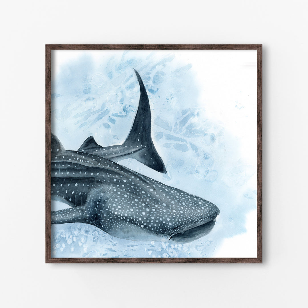 Uncontained — Whale Shark Watercolor Art | Print &amp; Gallery Canvas - Brett Blumenthal Art