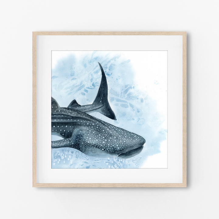 Uncontained — Whale Shark Watercolor Art | Print &amp; Gallery Canvas - Brett Blumenthal Art