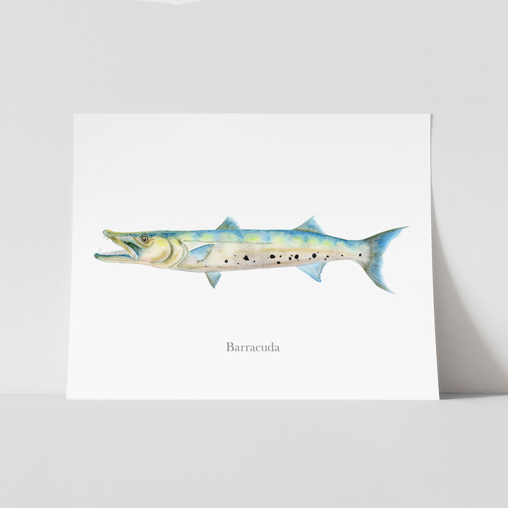 Illustration de Barracuda