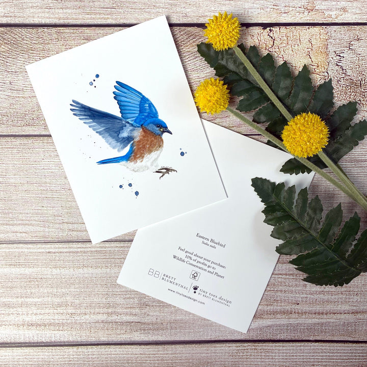 Eastern Bluebird Notecard