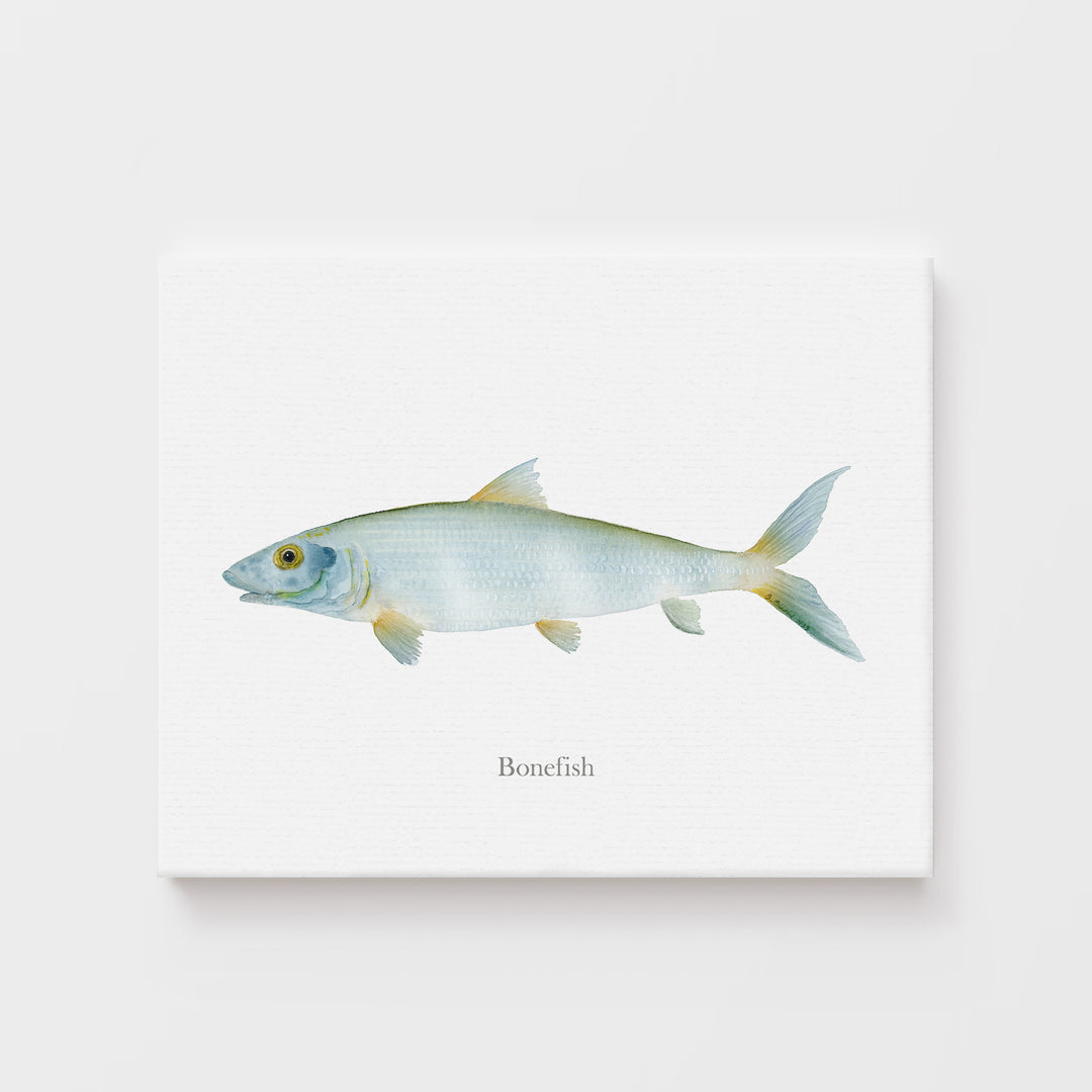 Grätenfisch Aquarell