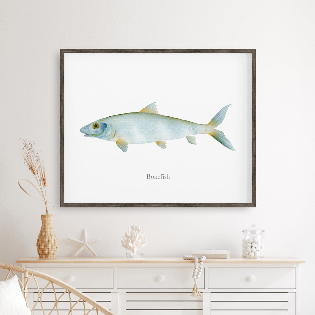 Grätenfisch Aquarell