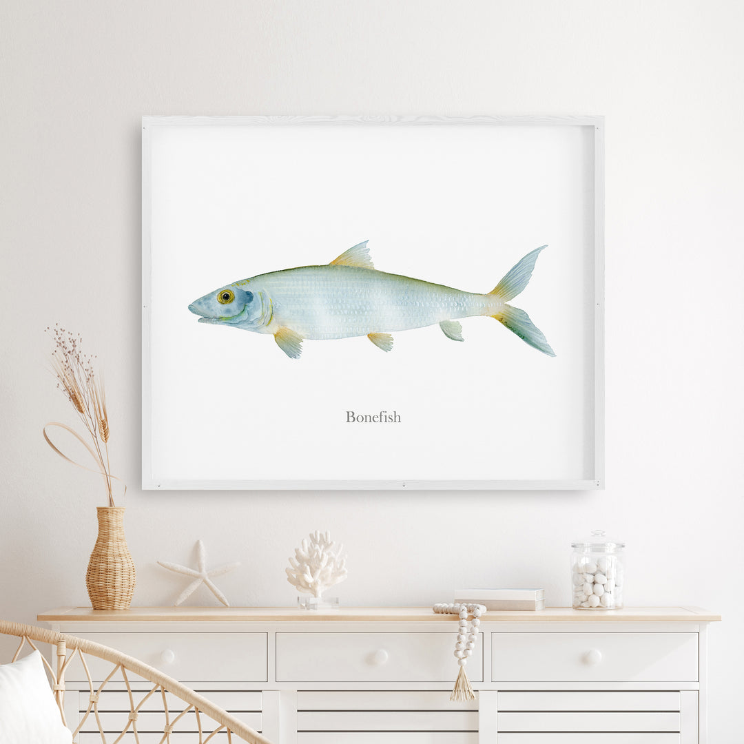 Grätenfisch Aquarell