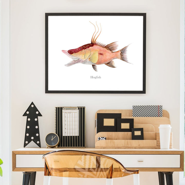 Hogfish Art Print