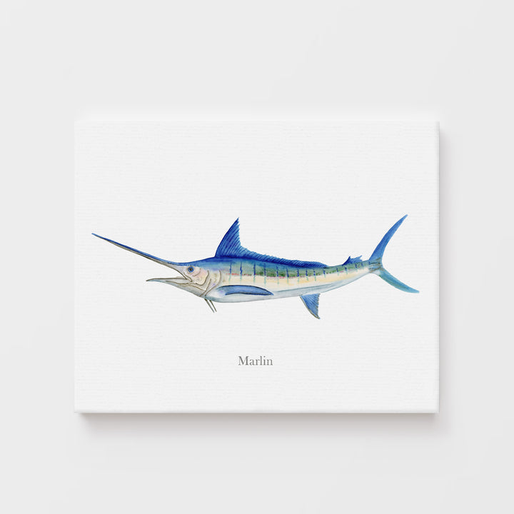 Marlin Aquarelle