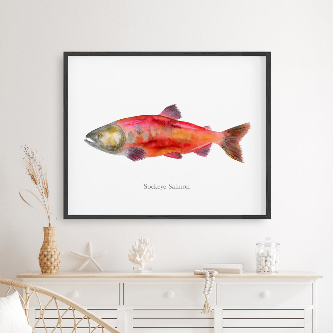 Saumon Sockeye à l'aquarelle