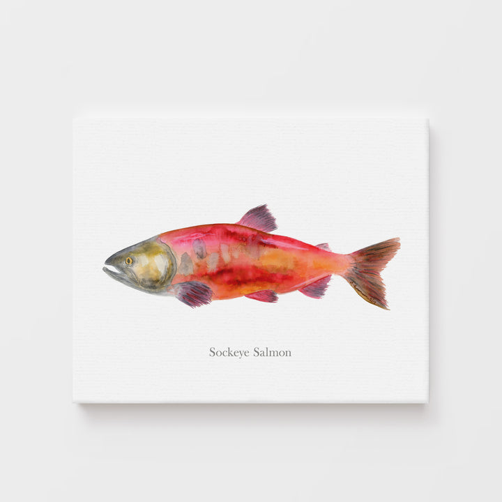 Saumon Sockeye à l'aquarelle