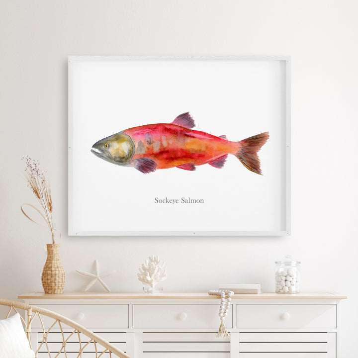 Saumon Sockeye à l'aquarelle