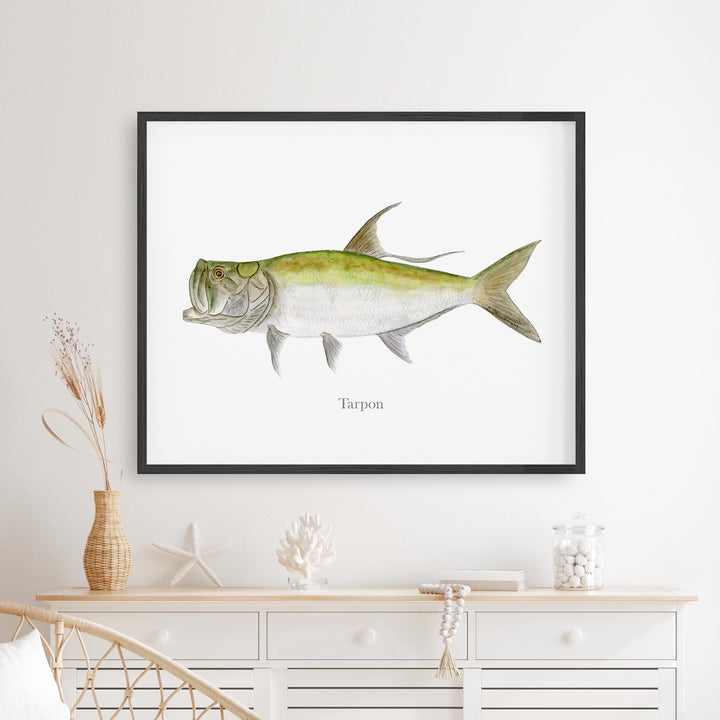 Tarpon Illustration