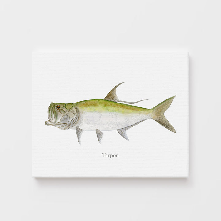 Tarpon Illustration