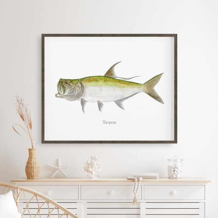 Tarpon Illustration