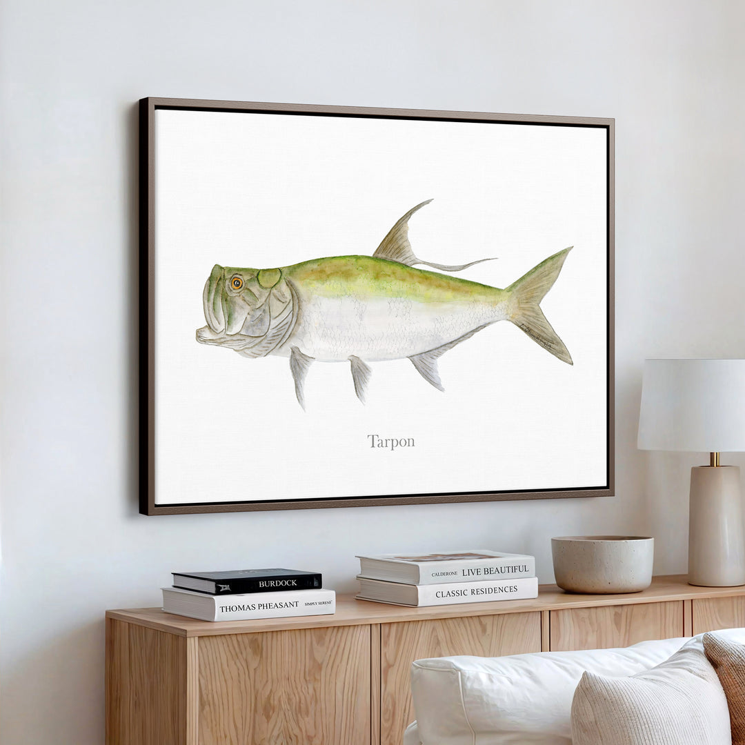 Tarpon Illustration