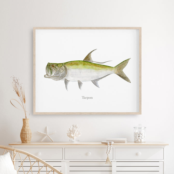 Tarpon Illustration