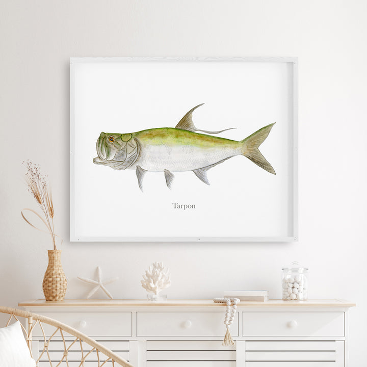 Tarpon Illustration