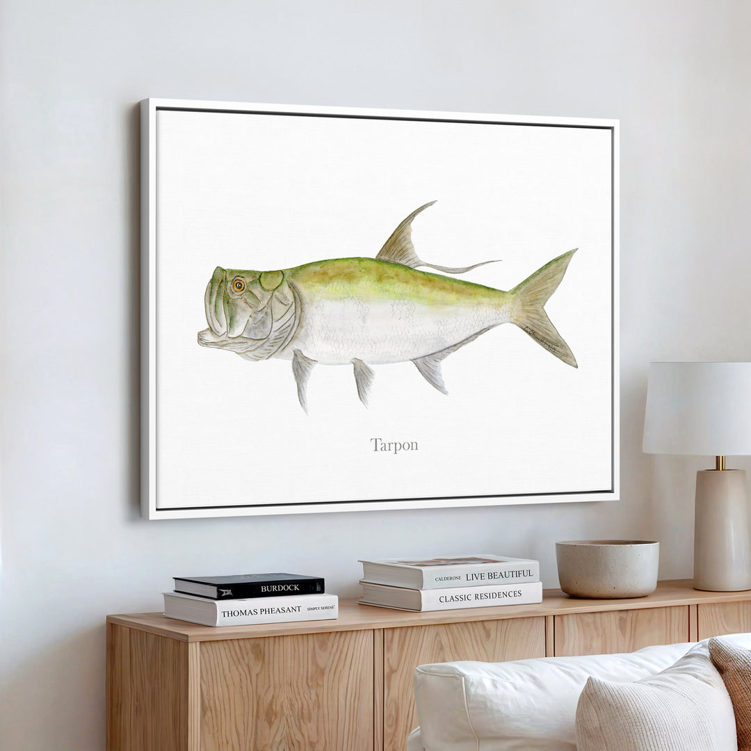 Tarpon Illustration