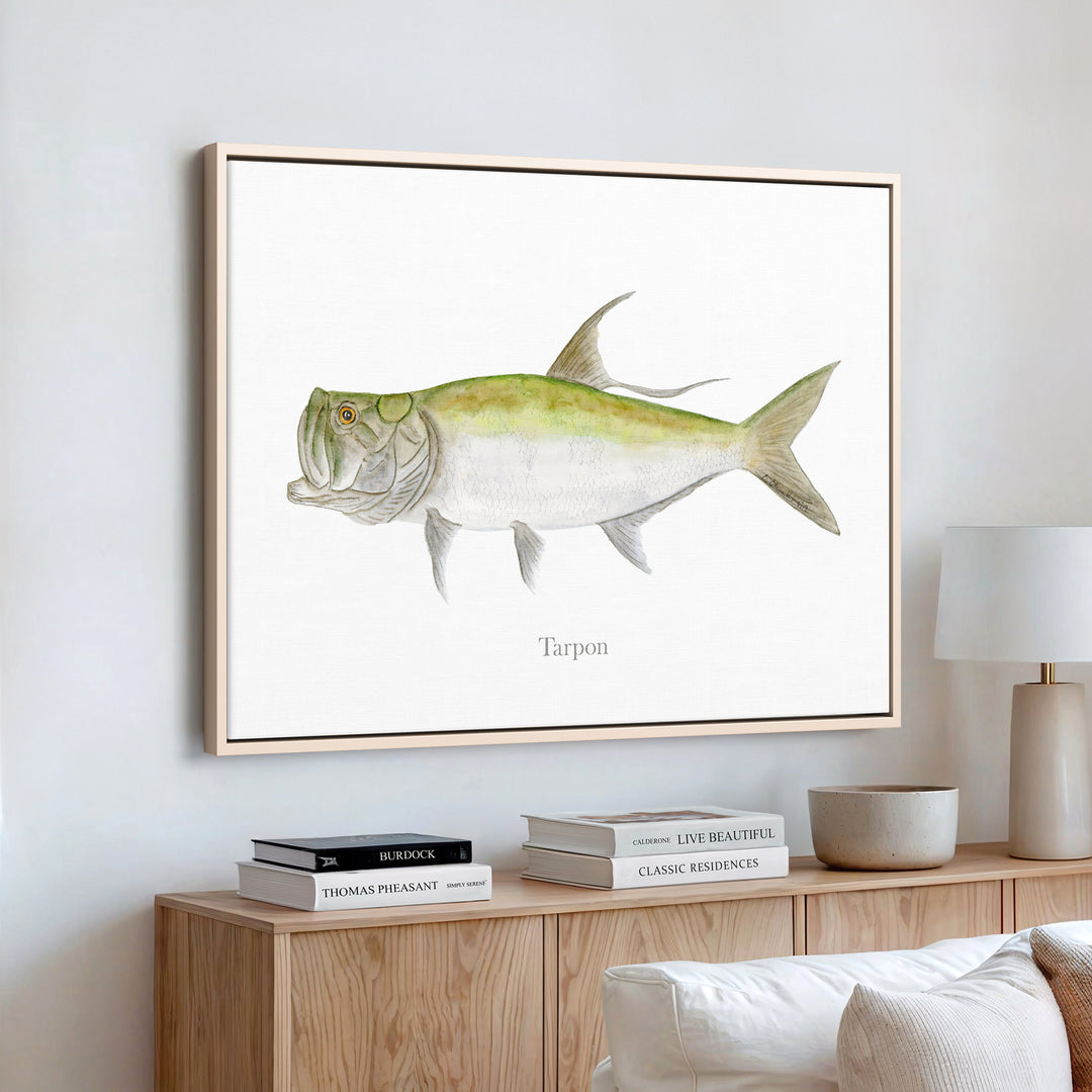 Tarpon Illustration