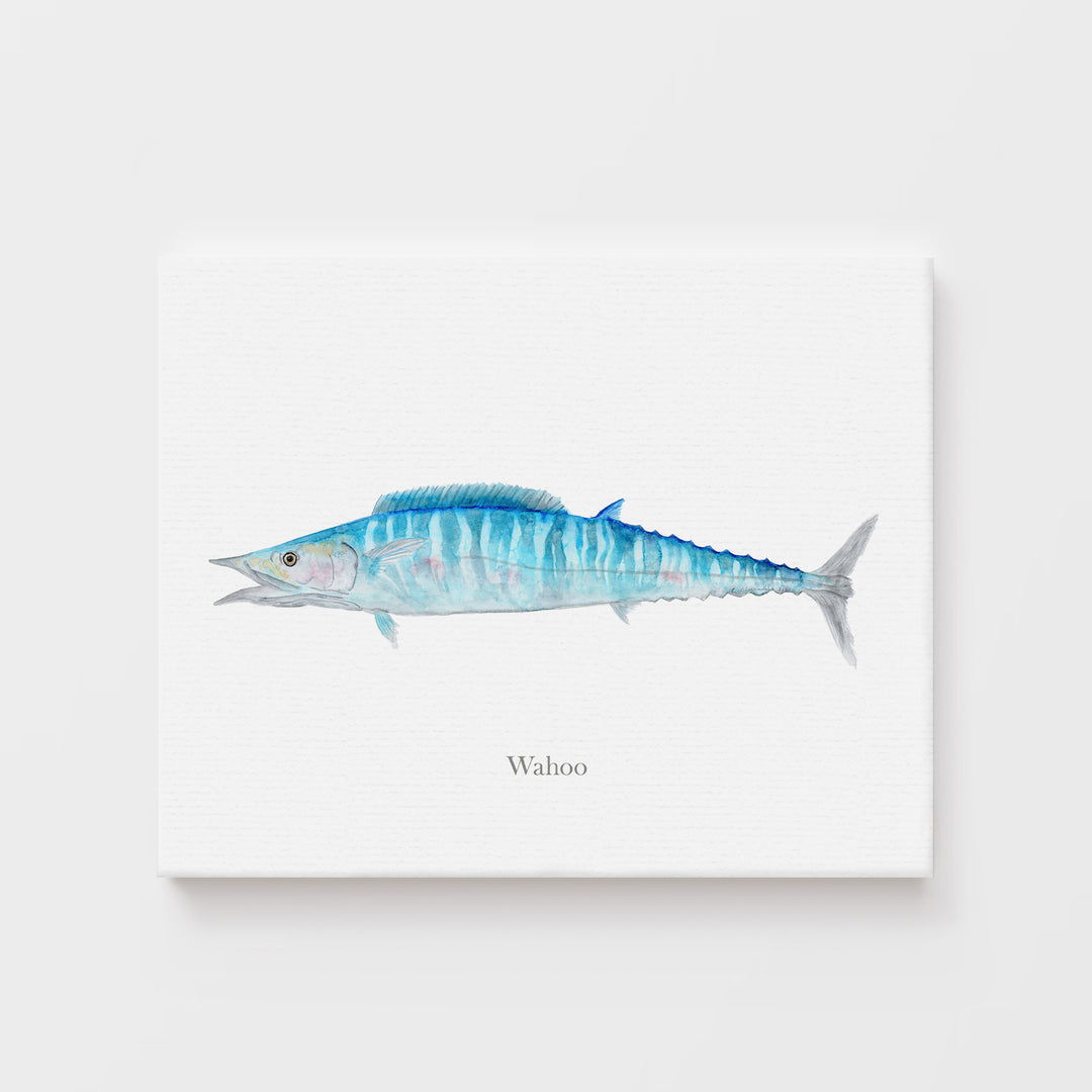 Wahoo-Illustration